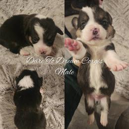 Boy 5 - Black and tan male Pembroke Welsh Corgi puppy in Ridgeville, Indiana from Bonvillian Pups