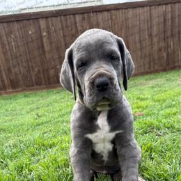 Victoria - Blue female Great Dane puppy in Granbury, Texas from Anderson Blau’s Great Danes