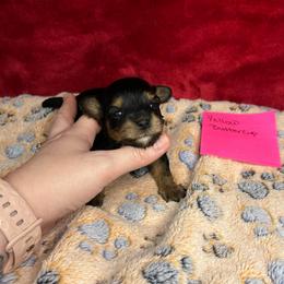 Yellow-Buttercup -Westmoreland family - Black and gold female Yorkipoo puppy in Clover, South Carolina from Cudi’s Buddies
