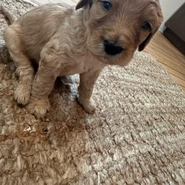 Roger - Apricot male Goldendoodle puppy in Wittenberg, Wisconsin from Cedar River Kennel