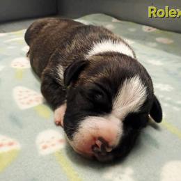 Rolex - Brown brindle male American Staffordshire Terrier puppy in Clintwood, Virginia from SkyBlue Kennel