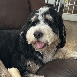 Loki - Bernedoodle