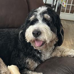 Loki - Bernedoodle