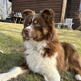 Cedar - Australian Shepherd