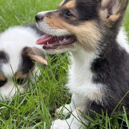 Pembroke Welsh Corgi Puppies from Sherwood Acres Pembrokes