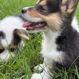 Pembroke Welsh Corgi Puppies from Sherwood Acres Pembrokes
