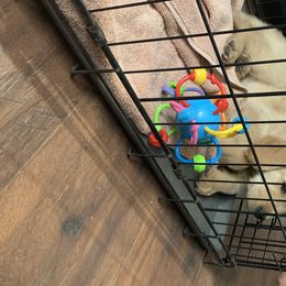 Goldendoodle and Golden Retriever Puppies from Mason Farm Goldens