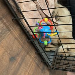 Goldendoodle and Golden Retriever Puppies from Mason Farm Goldens