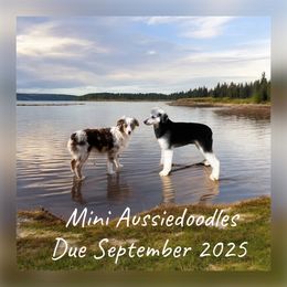 Aussiedoodle puppies from Grand Ole Aussies