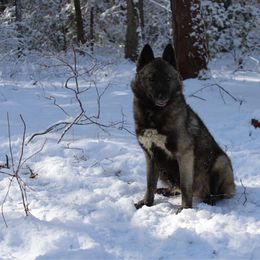 Vegas - Siberian Husky