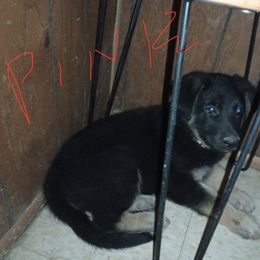 Girl 1 - Black and tan female German Shepherd puppy in Centralia, Illinois from Janices AKC German Sheperds LLC