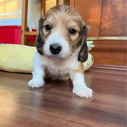 Rolex - Piebald male Dachshund puppy in Spencer, Ohio from JAM Doxies