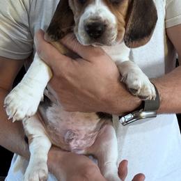 Beagle Puppies from Vaughn Gross