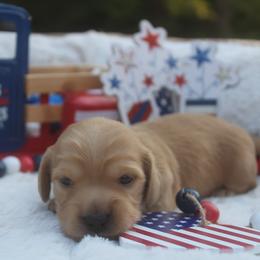 Dachshund Puppies from JP’s Dachshunds