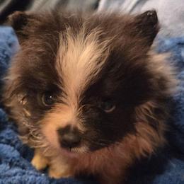 Black parti - Black parti male Pomeranian puppy in Hazleton, Indiana from Hyneman's Haven Poms