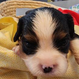 Red - Tri-color male Cavalier King Charles Spaniel puppy in Albany, Oregon from Hit Parade Cavaliers