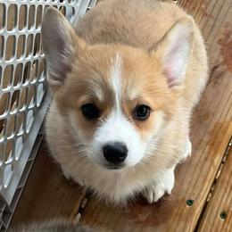 Morticia - Red female Pembroke Welsh Corgi puppy in Ripley, West Virginia from Kari's Pembroke Welsh Corgis