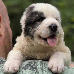 Berta - White female Central Asian Shepherd Dog puppy in East Camden, Arkansas from A Plus A