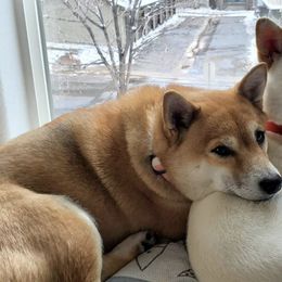 Shiba Inu from The Springs Shibas