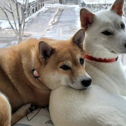 Shiba Inu from The Springs Shibas