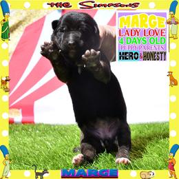 MARGE -- LOVING PUP - Black and tan female German Shepherd puppy in Murrieta, California from Diamond Oaks German Shepherds