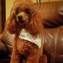 Josie - Poodle
