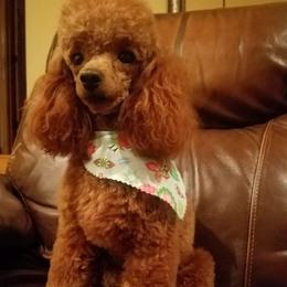 Josie - Poodle