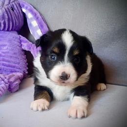Nova - Black tri female Toy Australian Shepherd puppy in Humansville, Missouri from Tater Tot aussies