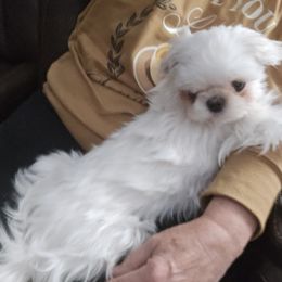 Maltese puppies from Grantham Maltese