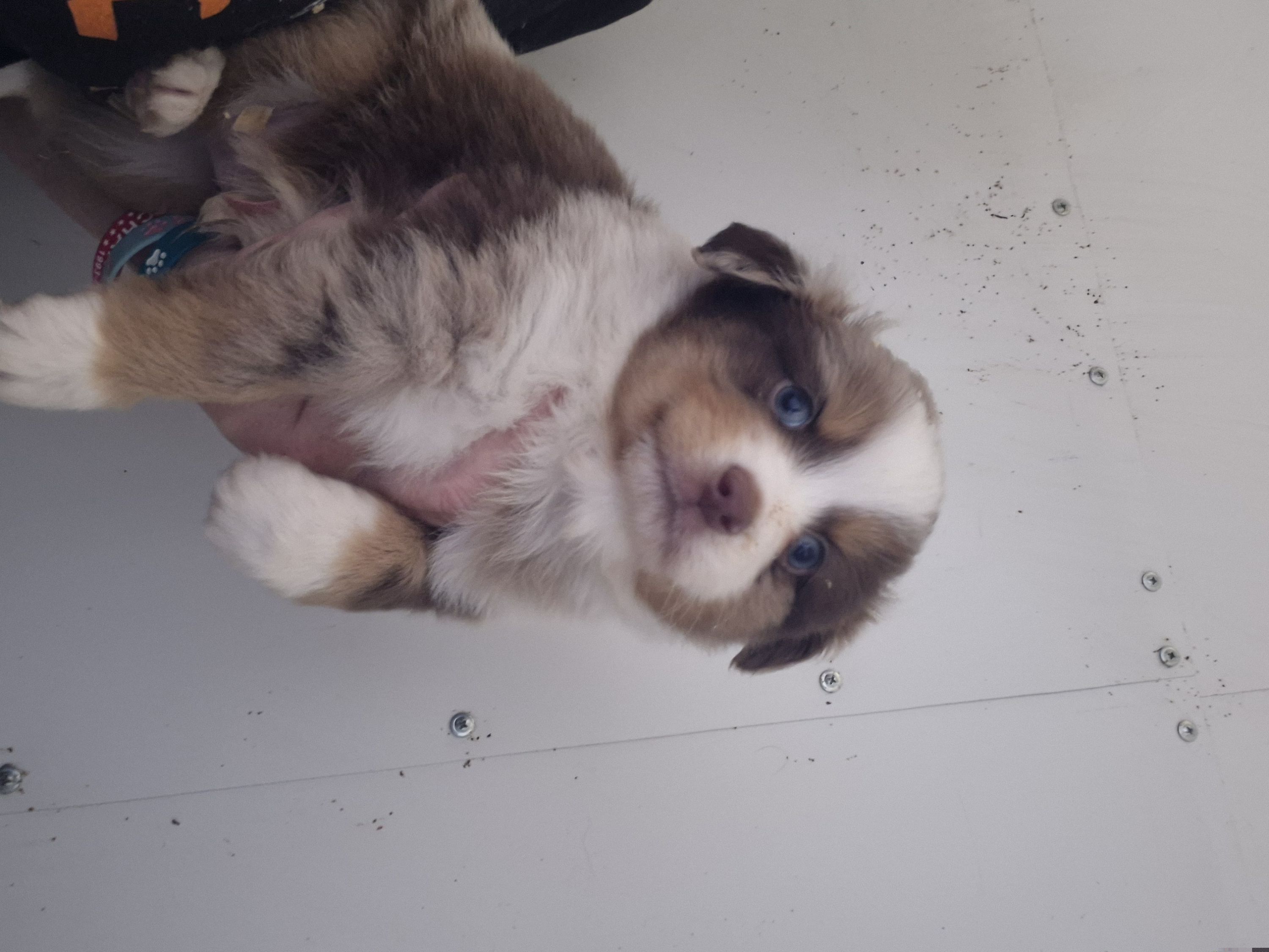 Brew Red Merle Boy - Red merle male Toy Australian Shepherd puppy in Madisonville, Tennessee from LaRose Farm & Kennels