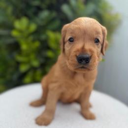 Green Boy - Dark golden male Golden Retriever puppy in Salt Lake City, Utah from Deseret Peak Goldens