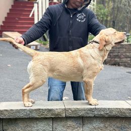 Dannie - Labrador Retriever