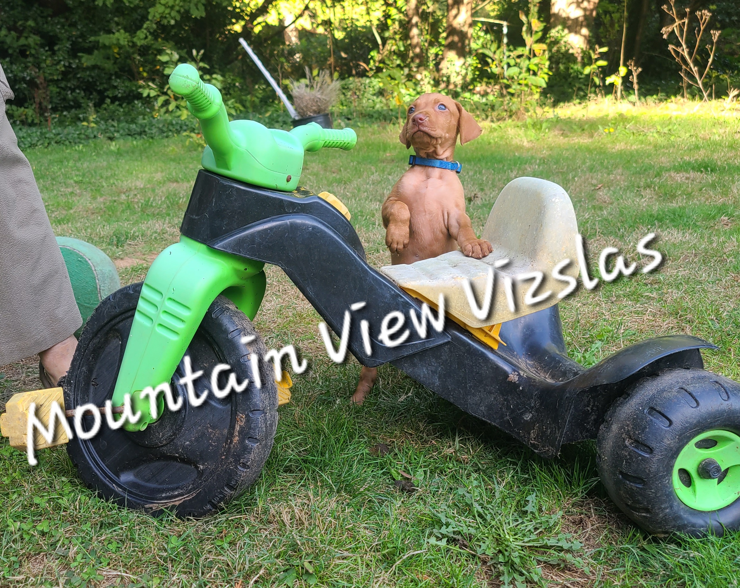 Boy 1 - Golden rust male Vizsla puppy in Bellingham, Washington from Mountain View Vizslas