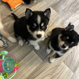 Pomsky Puppies from Lunar Pomskies