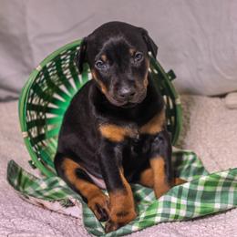 Peanut - Black and rust female Doberman Pinscher puppy in Shelby, North Carolina from IronBee Dobermans