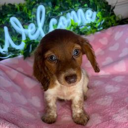 Susie - Piebald female Dachshund puppy in Lake City, Florida from My Ditzy Doxies of Florida