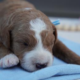 Simba - Cream male Goldendoodle puppy in Lancaster, Pennsylvania from Henriquez Puppies