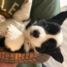 Boy 2 - Black and white male American Corgi puppy in Castle Rock, Washington from R and b corgis and farm