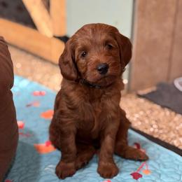 Skip - Red  male Goldendoodle puppy in Wharton, Texas from Little Fur Friends
