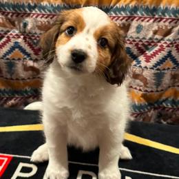 Domino - White and red female Nederlandse Kooikerhondje puppy in Seattle, Washington from Danube Kooikerhondjes