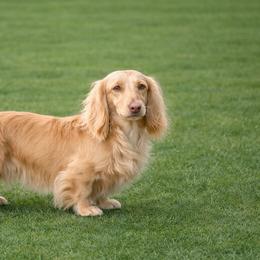 Butter - Dachshund