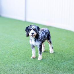 Carmel - Bernedoodle