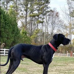 Great Dane All Grown Up from Bauman Great Danes