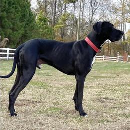 Great Dane All Grown Up from Bauman Great Danes
