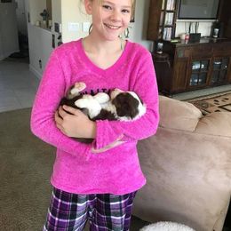 Aussiedoodle, Australian Shepherd, Miniature American Shepherd, and Miniature Australian Shepherd Puppies from Bline's Awesome Aussies