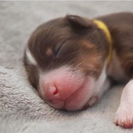 Aussiedoodle Puppies from DuWoof