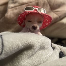 Chihuahua Puppies from Pittsburgh Paw Prints