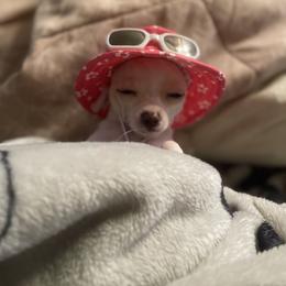 Chihuahua Puppies from Pittsburgh Paw Prints