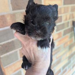 Benji - Parti male Yorkshire Terrier puppy in Gaylesville, Alabama from Sweet Alabama Yorkies