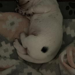 Dachshund Puppies from Witchy Woman’s Wiener’s
